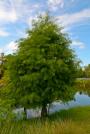 Bald Cypress-Taxodium distichum